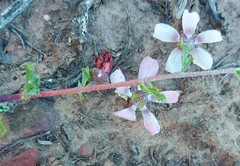 Anisodontea fruticosa