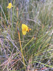 Xyris bracteata