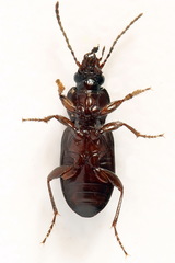 Pterostichus diligens