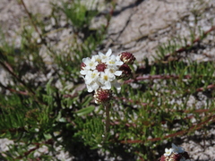 Pseudoselago ascendens