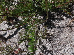 Pseudoselago ascendens