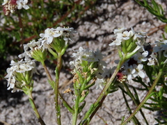 Pseudoselago ascendens