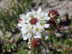 Pseudoselago ascendens