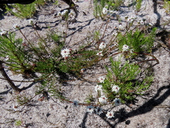 Pseudoselago ascendens