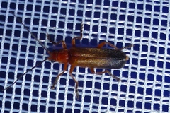 Ancistronycha erichsonii