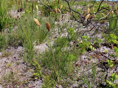 Geochloa rufa