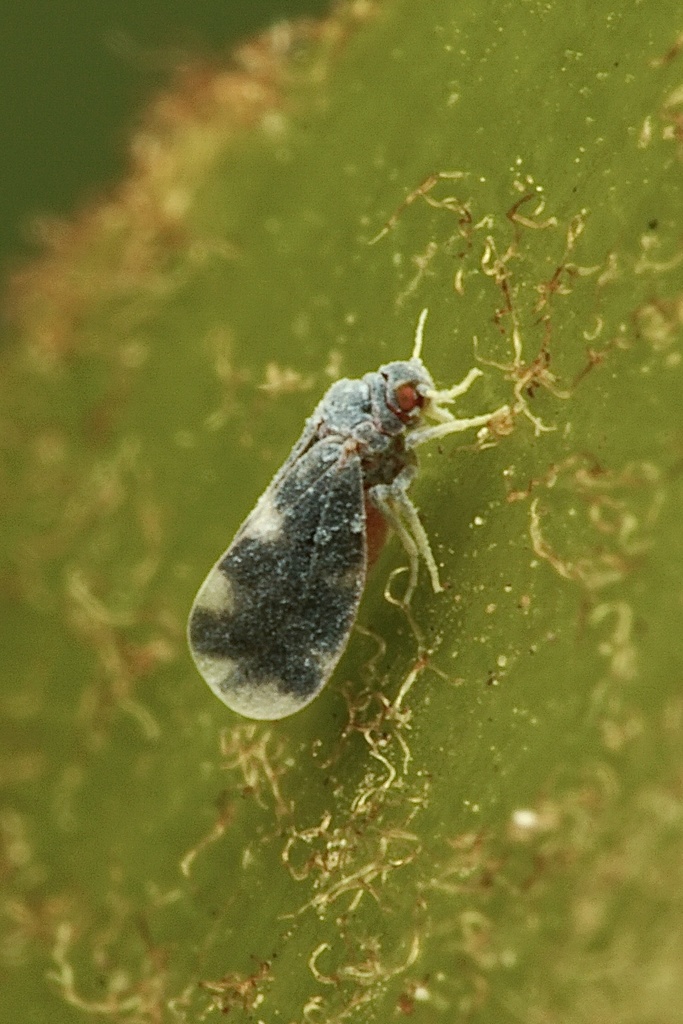 Orange spiny whitefly