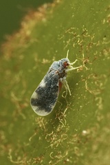 Aleurocanthus spiniferus