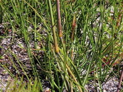 Geochloa rufa