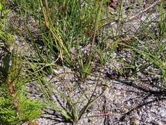 Geochloa rufa