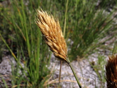 Geochloa rufa