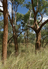 Eucalyptus similis