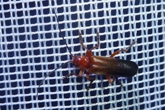 Ancistronycha erichsonii