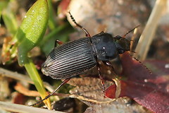 Anisodactylus binotatus