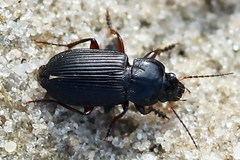 Anisodactylus binotatus