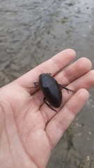 Hydrophilus aterrimus