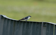 Tachycineta albiventer