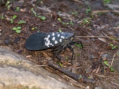 Lycorma olivacea