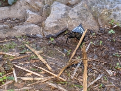 Lycorma olivacea