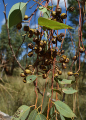 Eucalyptus similis