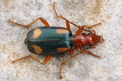 Brachinus quadriguttatus