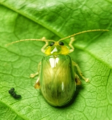 Hemipyxis semiviridis