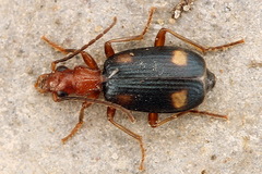 Brachinus quadriguttatus