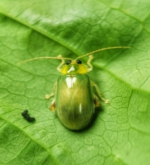 Hemipyxis semiviridis