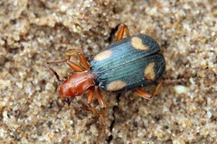 Brachinus quadriguttatus