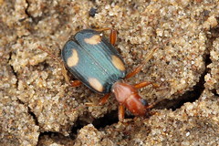 Brachinus quadriguttatus
