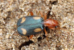 Brachinus quadriguttatus