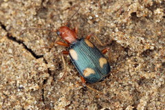 Brachinus quadriguttatus