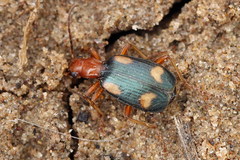 Brachinus quadriguttatus