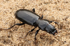 Broscus semistriatus