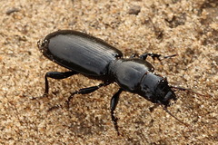 Broscus semistriatus