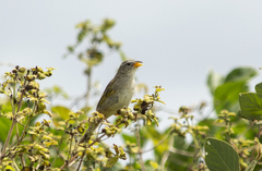 Emberizoides herbicola