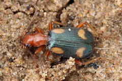 Brachinus quadriguttatus