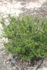 Pomaderris obcordata