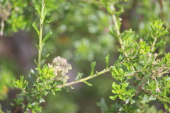 Pomaderris obcordata