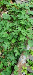 Oxalis pes-caprae