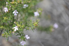 Westringia eremicola