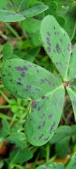 Oxalis pes-caprae