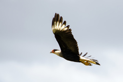 Caracara plancus