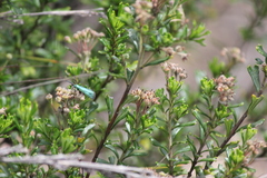 Pomaderris obcordata