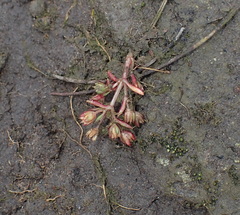 Crassula decumbens