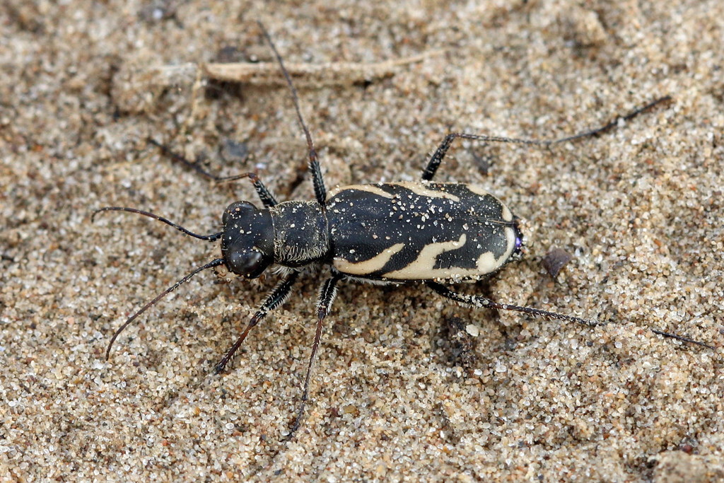 Cephalota atrata