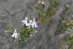 Westringia eremicola