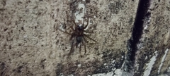 Lycosoides coarctata