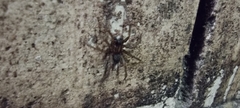 Lycosoides coarctata