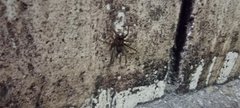 Lycosoides coarctata